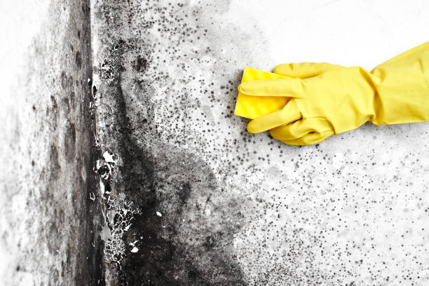 Best Mold Damage Repair  in Sunbury, PA
