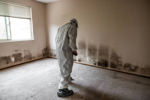 Mold Testing and Removal in Sunbury, PA